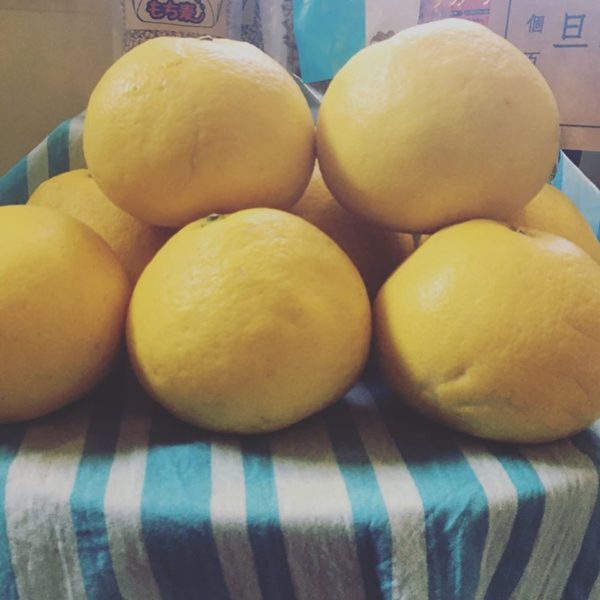 季節の果物、文旦の販売を開始しました